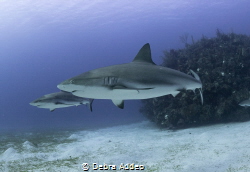 Two sharks cruising the reefs in Cuba by Debra Addeo 